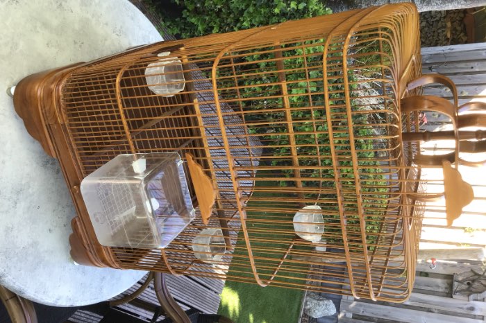 zangkooi uit indonesië