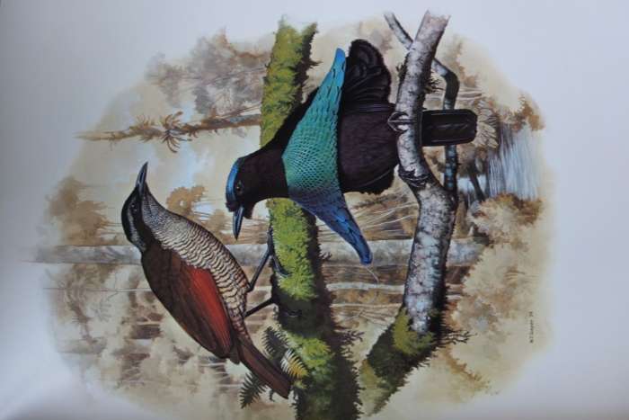 the birds of paradise and bowerbirds
