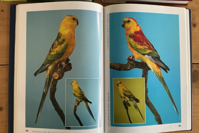 serie boeken herman p.m. zomer parkieten en hun kleurmutaties