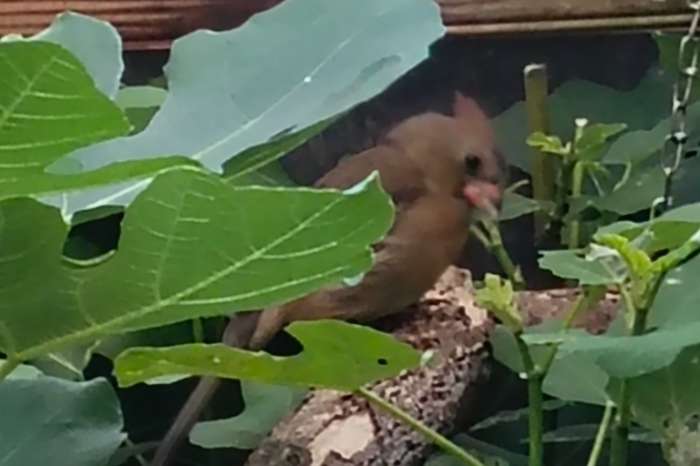 rode kardinaal man en pop