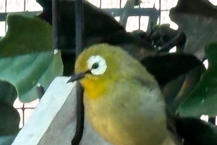 kikuyu brilvogels