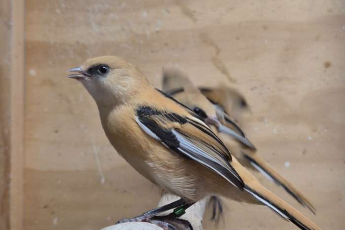 baardmannetjes