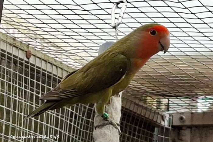 te koop 2 mooie agapornis roseicollis