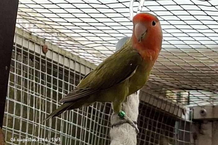 te koop 2 mooie agapornis roseicollis
