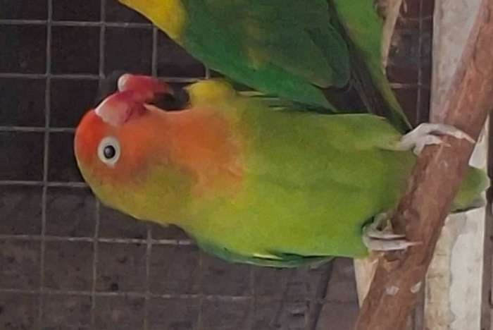 agapornis lilianae