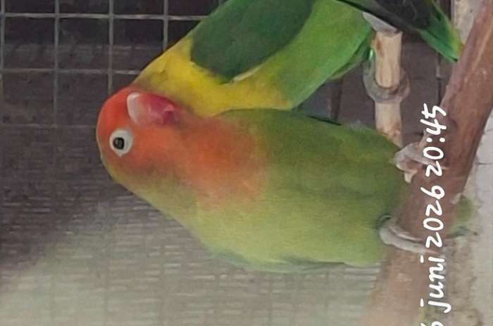agapornis lilianae