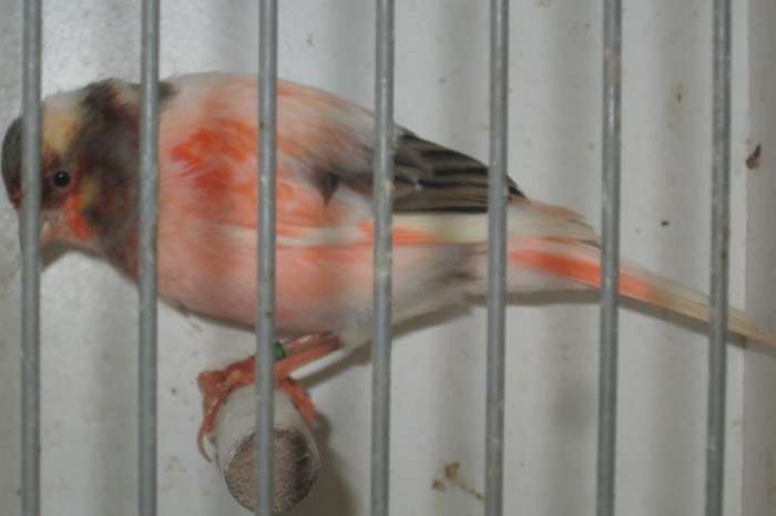 harlekijnkanaries