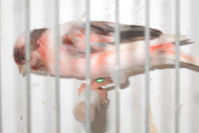 harlekijnkanaries