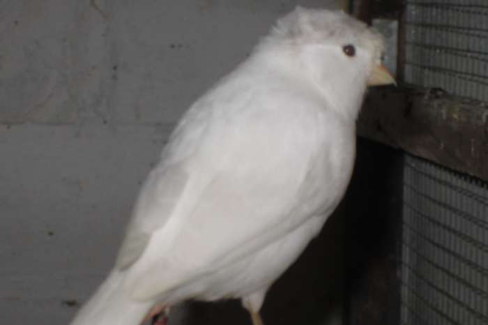 duitse kuif kanaries