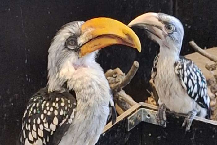 tockus flavirostris +tockus fasciatus nz 2026