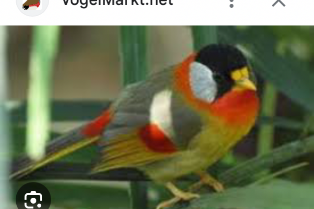 zilveroornachtegalen
