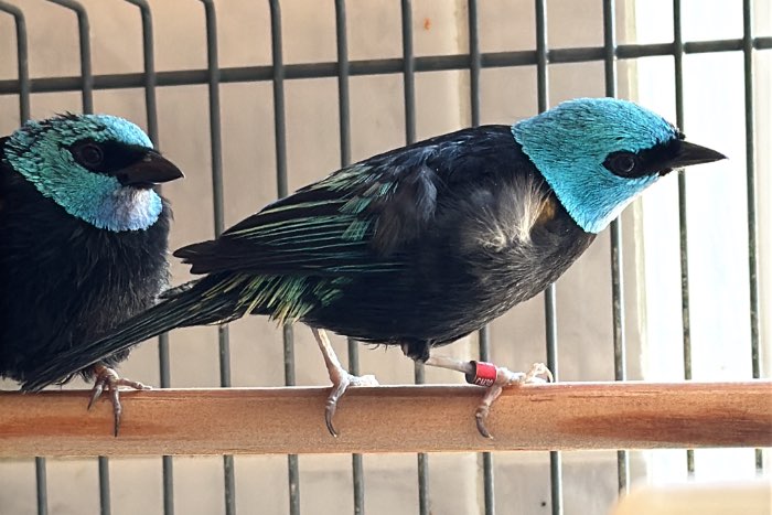 tangara cyanicollis