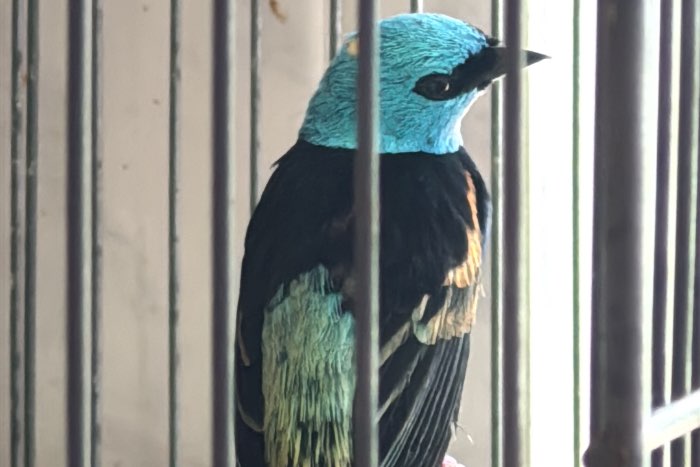 tangara cyanicollis