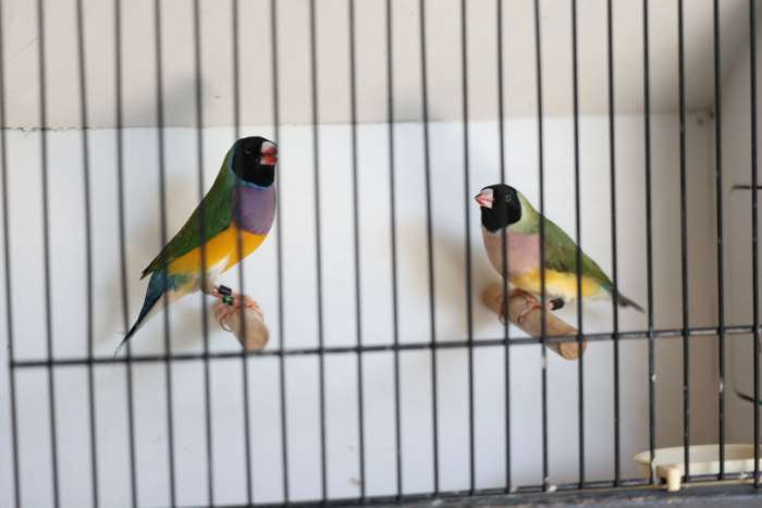 gould amadine