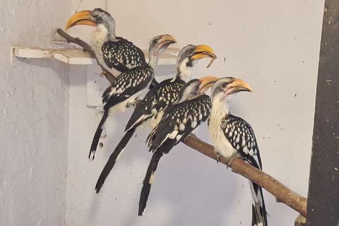 tockus flavirostris +tockus fasciatus nz 2026