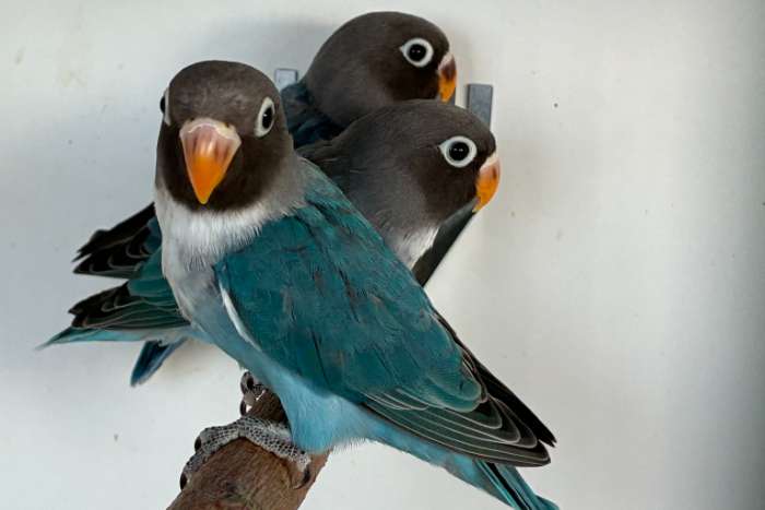 agapornis nigrigenis 2026 – blauw serie