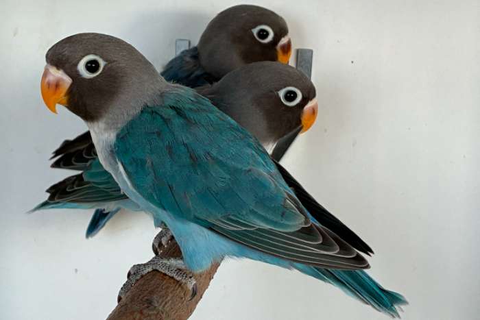 agapornis nigrigenis 2026 – blauw serie