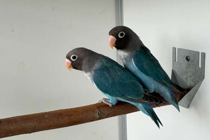 agapornis nigrigenis 2026 – blauw serie