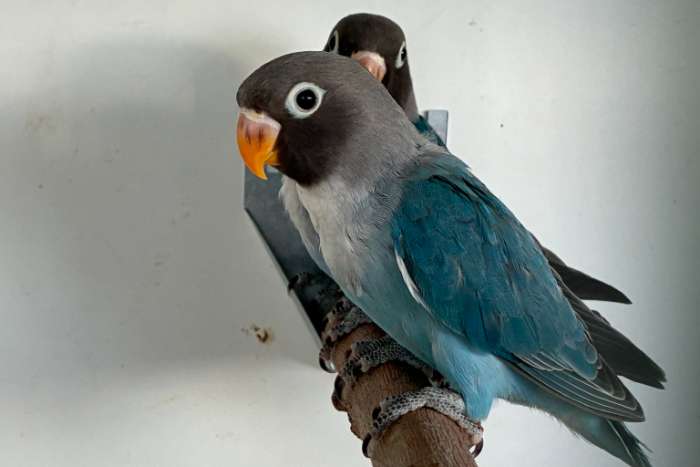 agapornis nigrigenis 2026 – blauw serie
