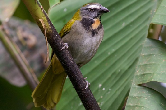 gestreepte saltator