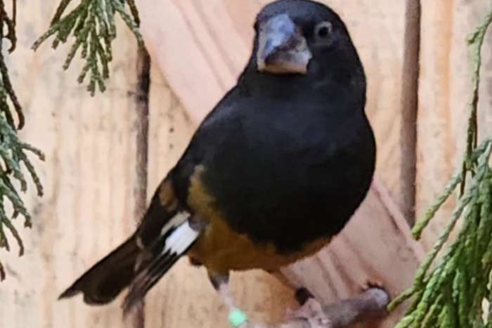 witvleugelappelvink