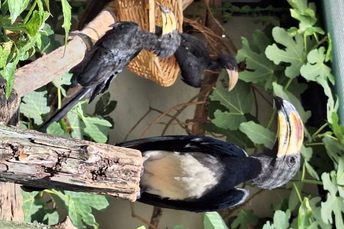 tockus flavirostris +tockus fasciatus nz 2026