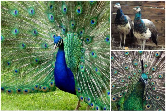 diverse soorten sier pluimvee/vogels, zie advertentie!