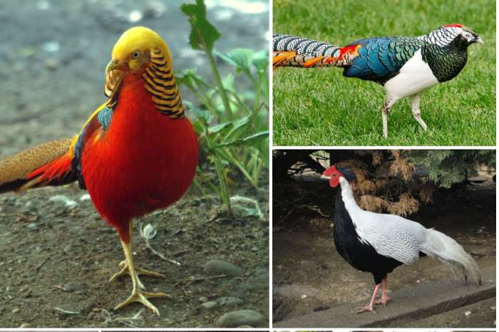 diverse soorten sier pluimvee/vogels, zie advertentie!