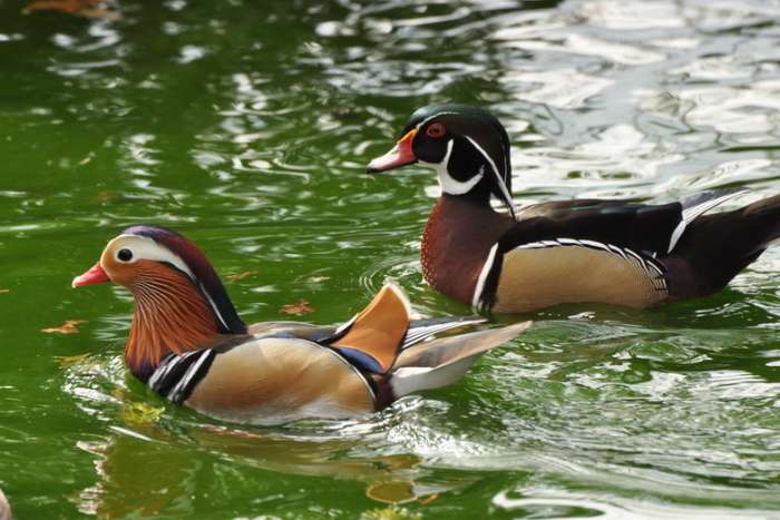 diverse soorten sier pluimvee/vogels, zie advertentie!