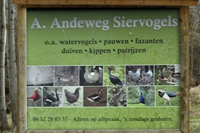 diverse soorten sier pluimvee/vogels, zie advertentie!