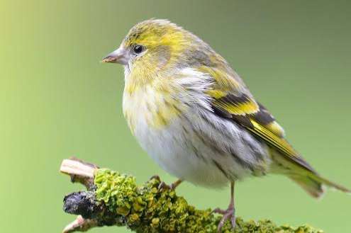 sijs (spinus spinus) 2026