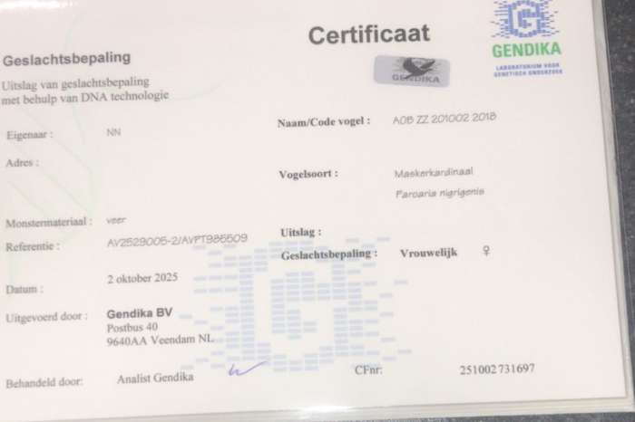masker kardinalen