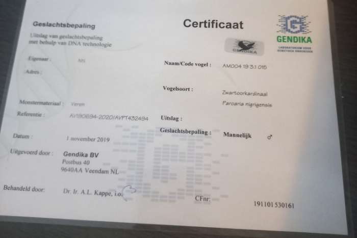 masker kardinalen