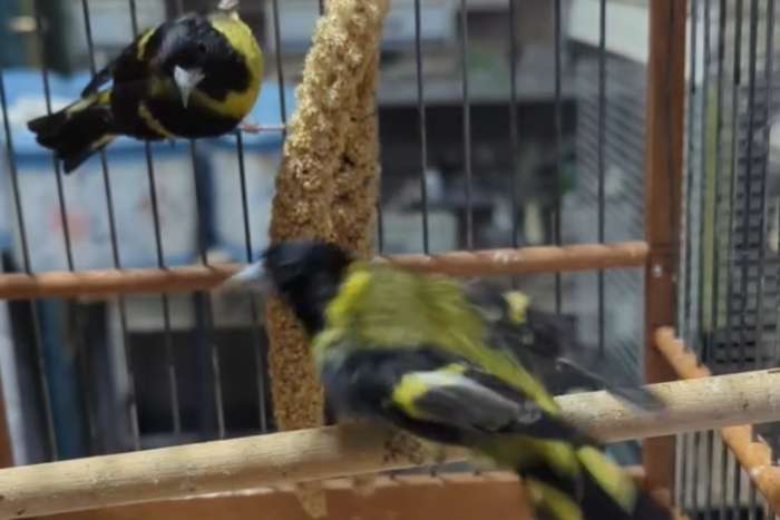 (spinus notatus, the black-headed siskin)