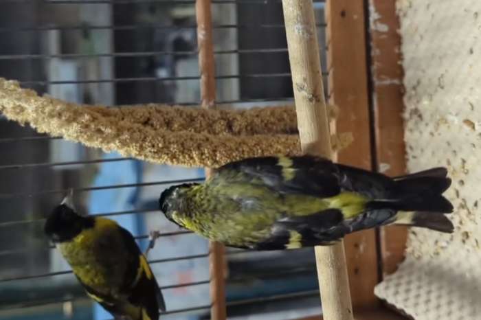 (spinus notatus, the black-headed siskin)