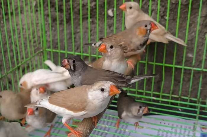 zebra finches