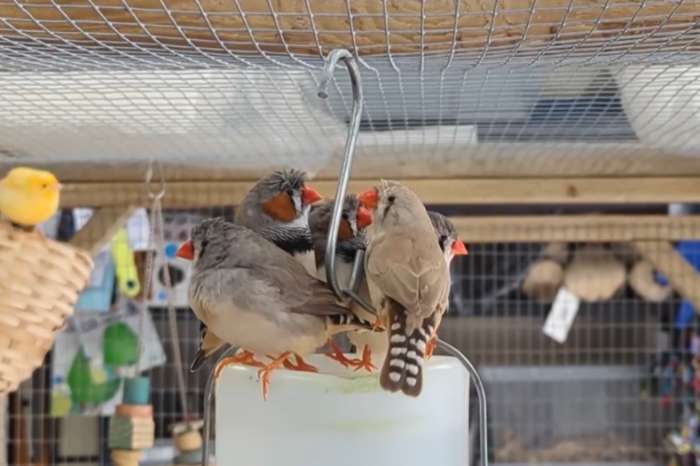 zebra finches