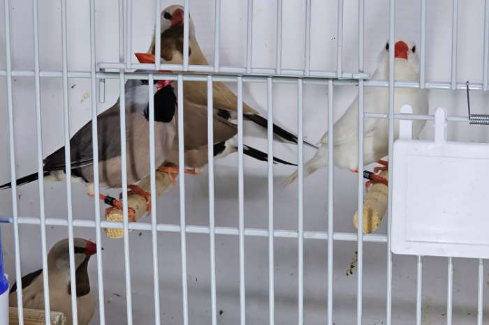 spitsstaart amadines te koop