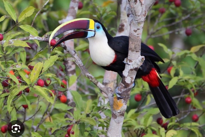 gezocht 1-0 roodsnaveltoekan ramphastos tucanus