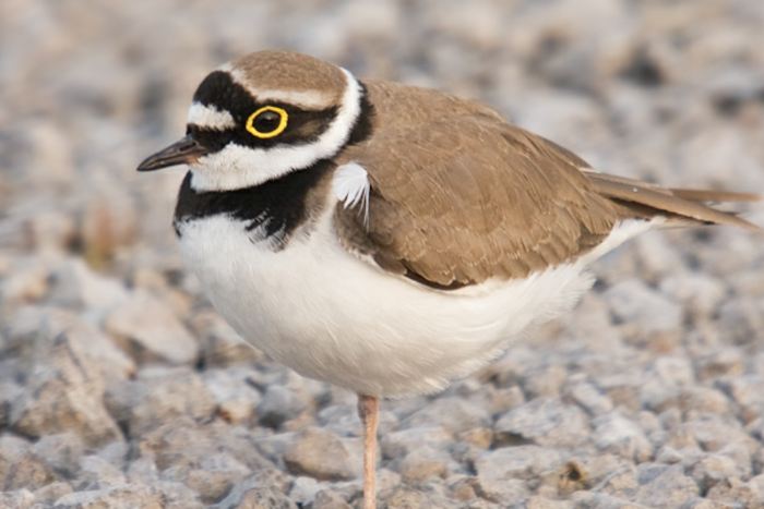 1-1 kleine plevier (charadrius dubius) 2026