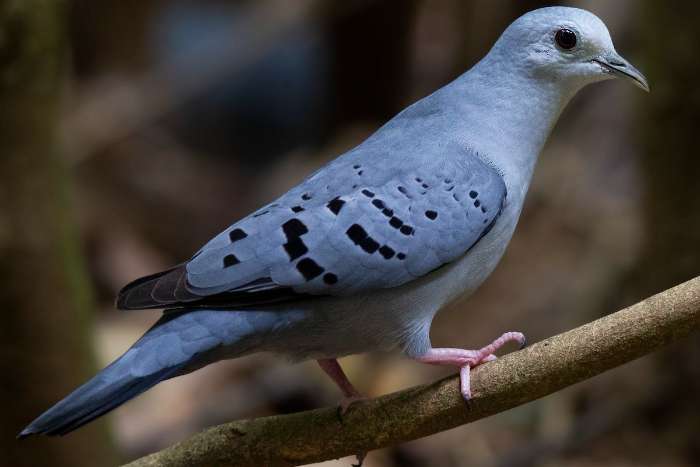 te koop 1 kp blauwe grondvleugelduiven