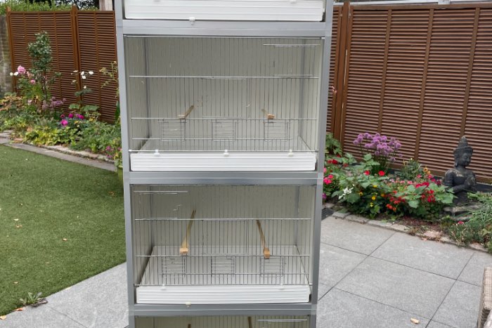 broedkooien van birdshop