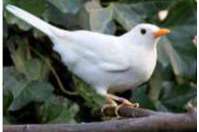 witte merel man.