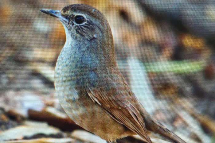 calliope/luscinia pectoralis
