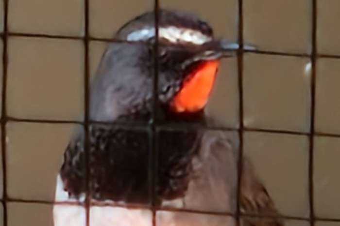 calliope/luscinia pectoralis