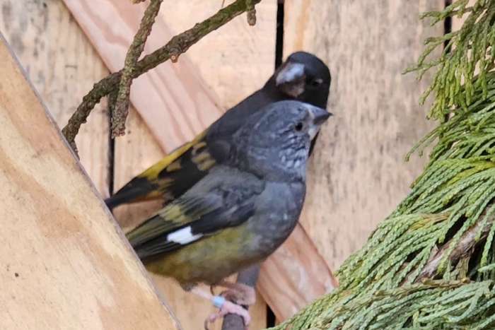 witvleugelappelvink