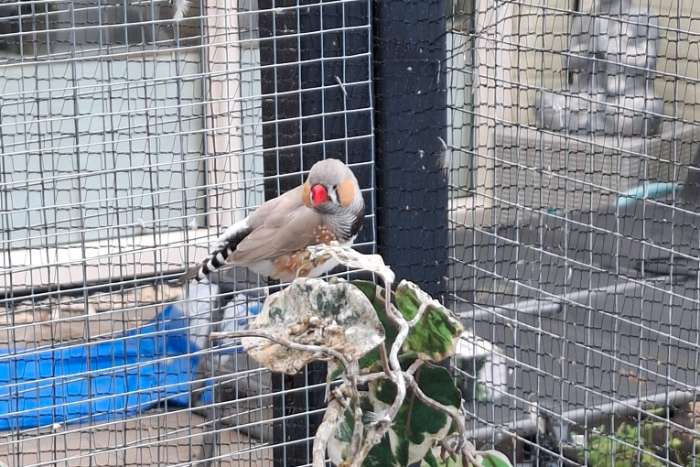 te koop zebravinken