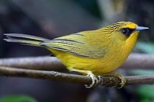 gouden boomtimalia's (cyanoderma chrysaeum )