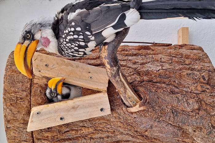 tockus flavirostris +tockus fasciatus nz 2026