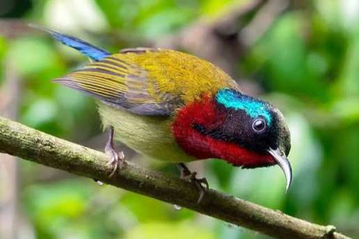fork tailed sunbird